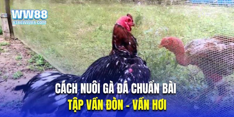 Tập vần đòn - vần hơi là cách nuôi gà đá chuẩn bài