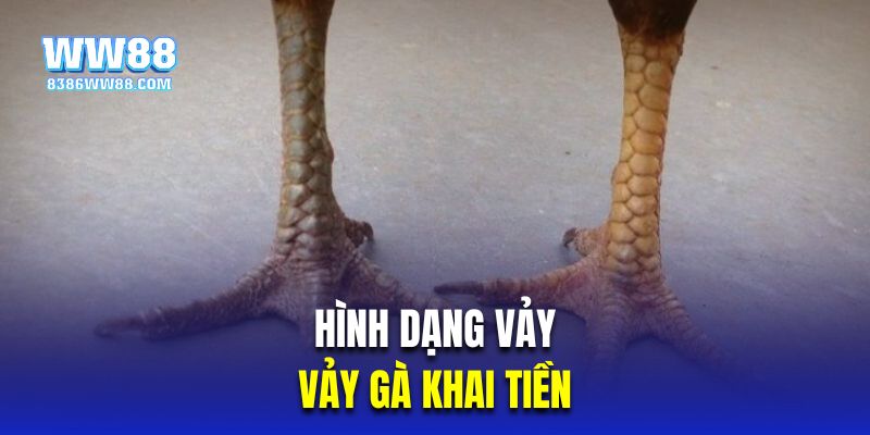 Hình dạng vảy là yếu tố chọn được gà hay