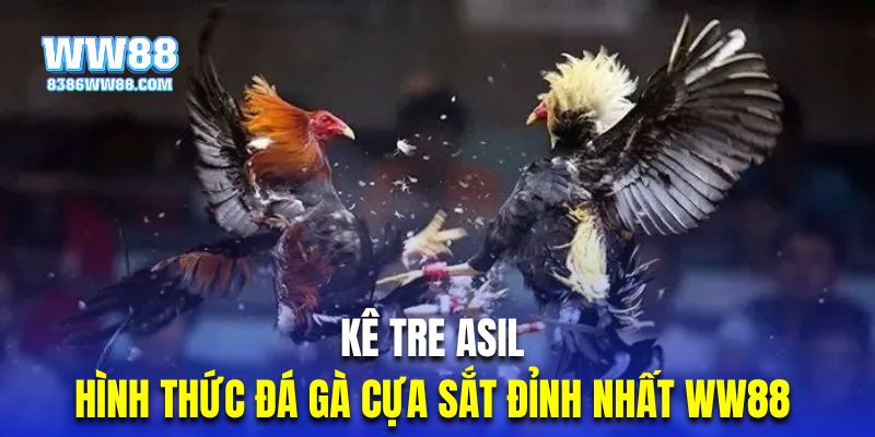 Kê tre Asil là hình thức đá gà cựa sắt đỉnh nhất WW88